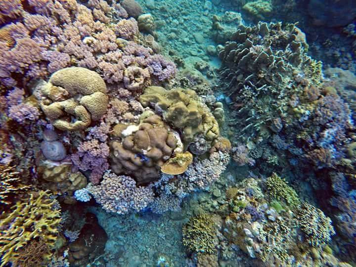 Gigantic Corals Off-Coat Tombol Beach, Sampalucan, Isla Verde